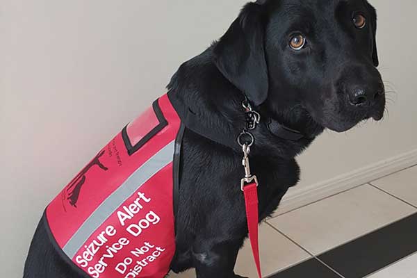 seizure alert dog