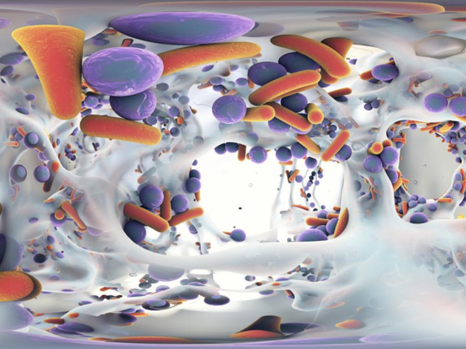 antibiotic resistant bacteria