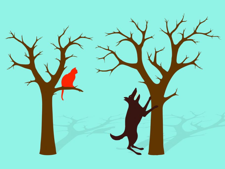 barking up the wrong tree