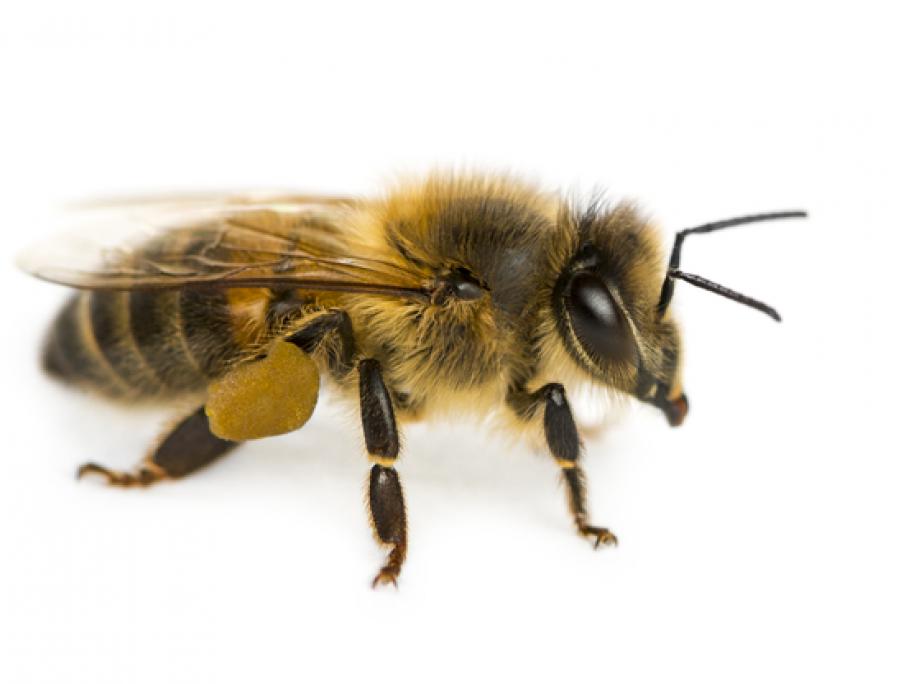 Bee