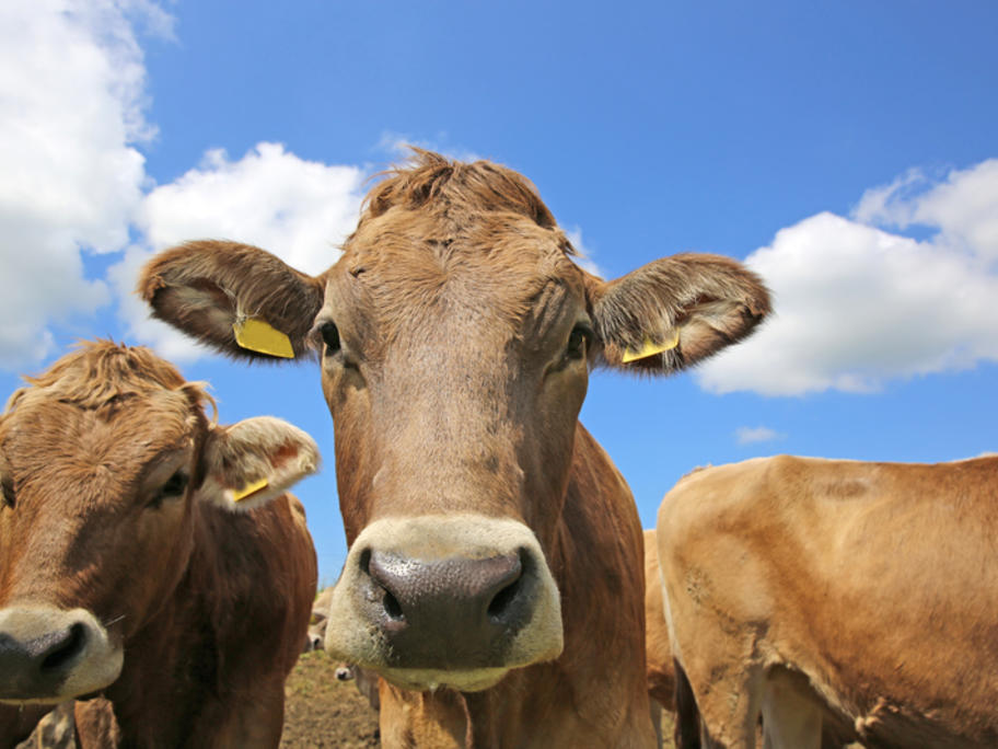 cattle
