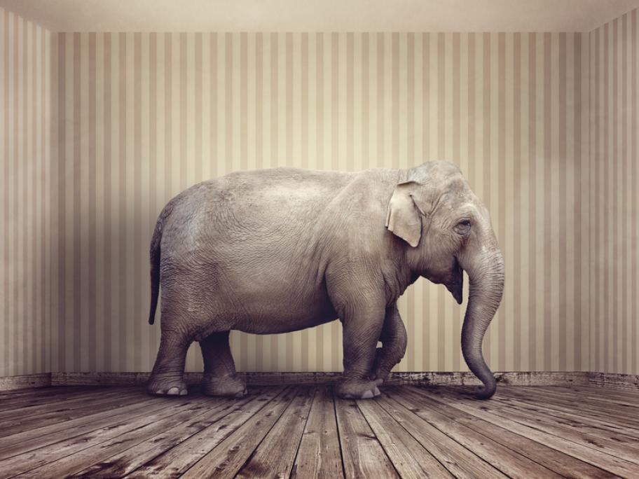 elephant in the room