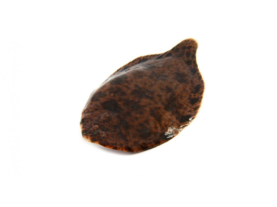sole fish