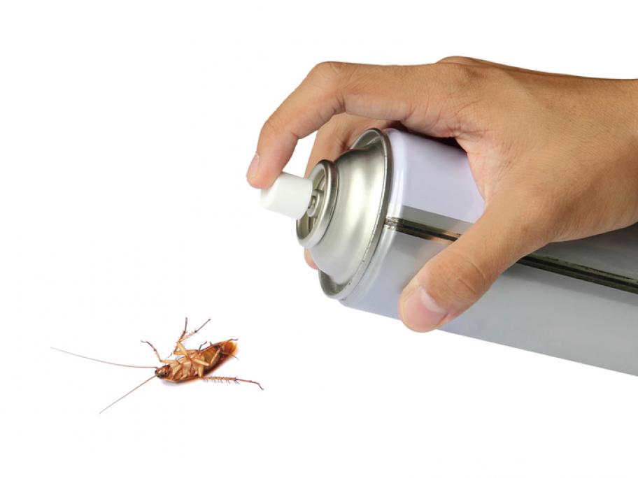 fly spray