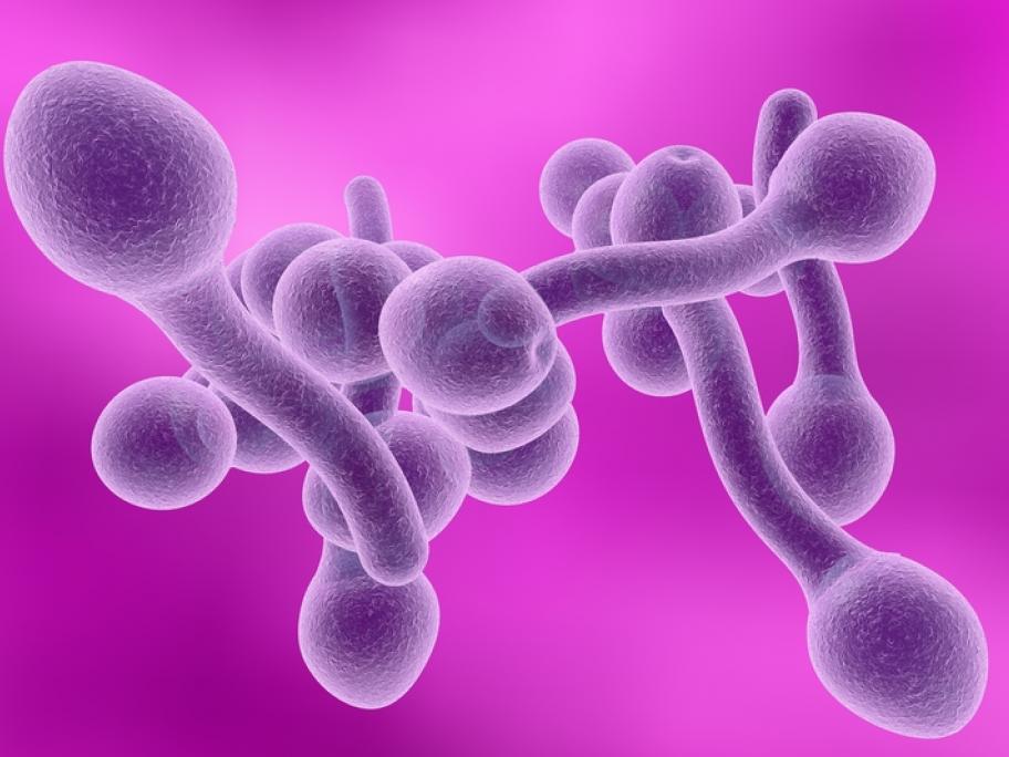 fungi candida