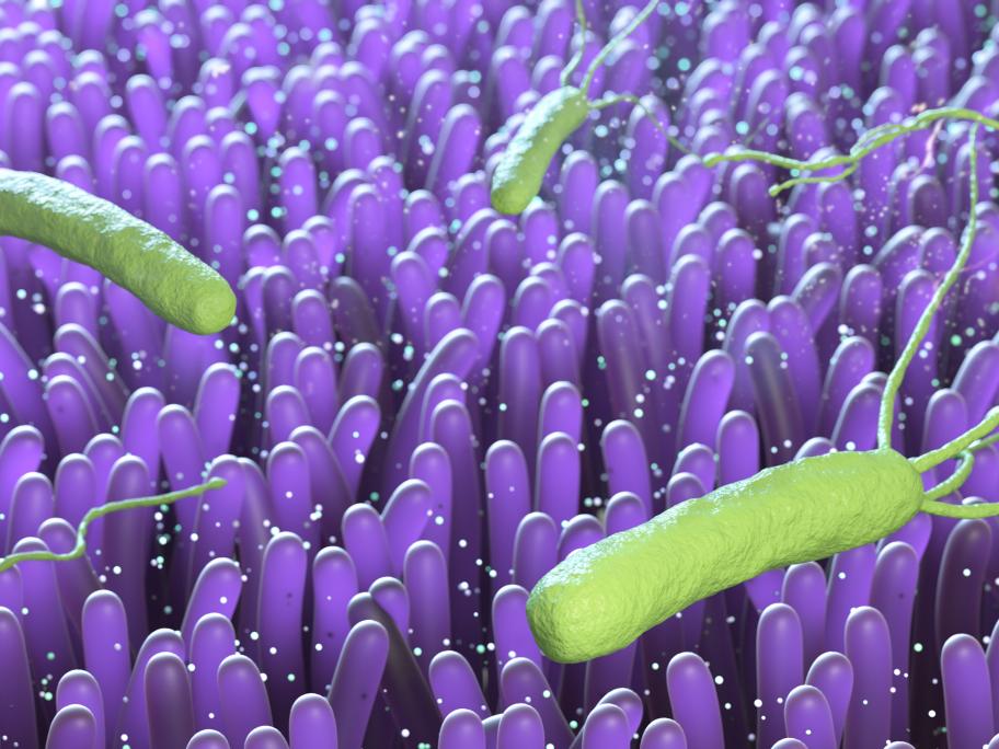 H. pylori bacteria
