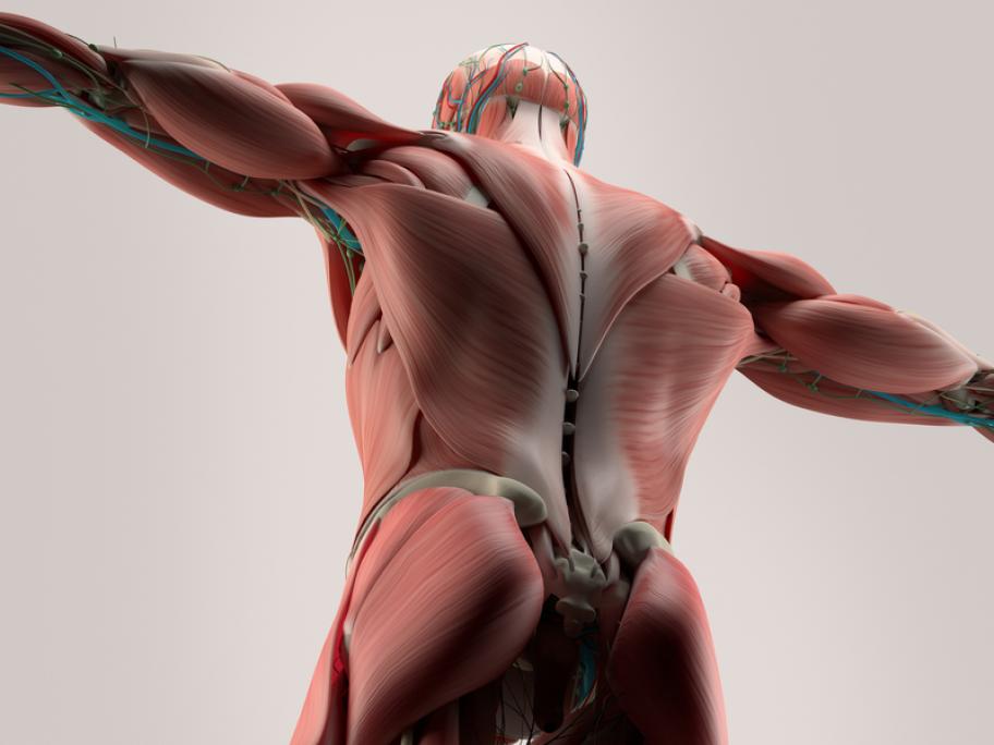 anatomy of the spine
