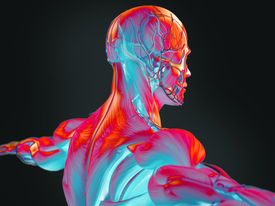 human anatomy