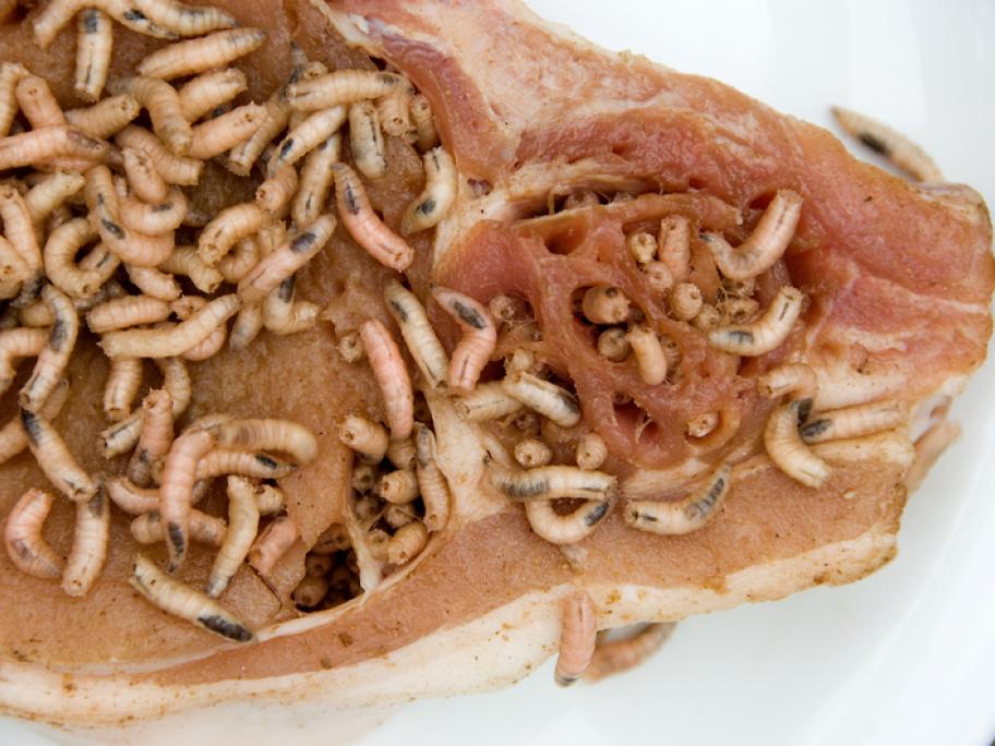 maggots