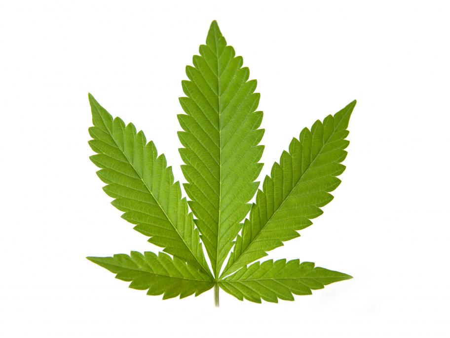 marijuana leaf