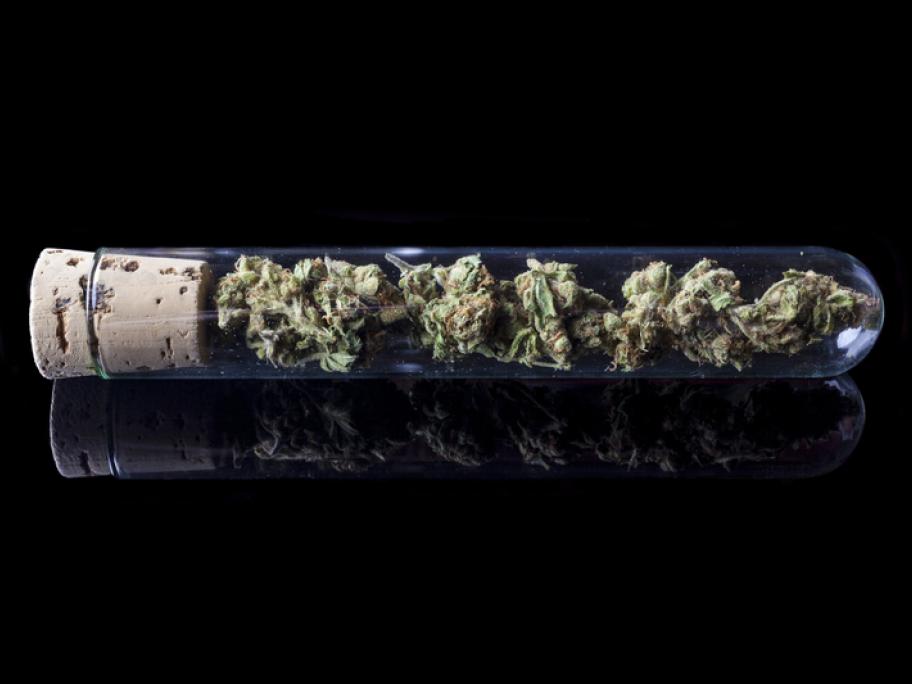 cannabis