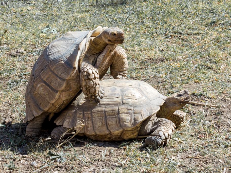 sex turtles