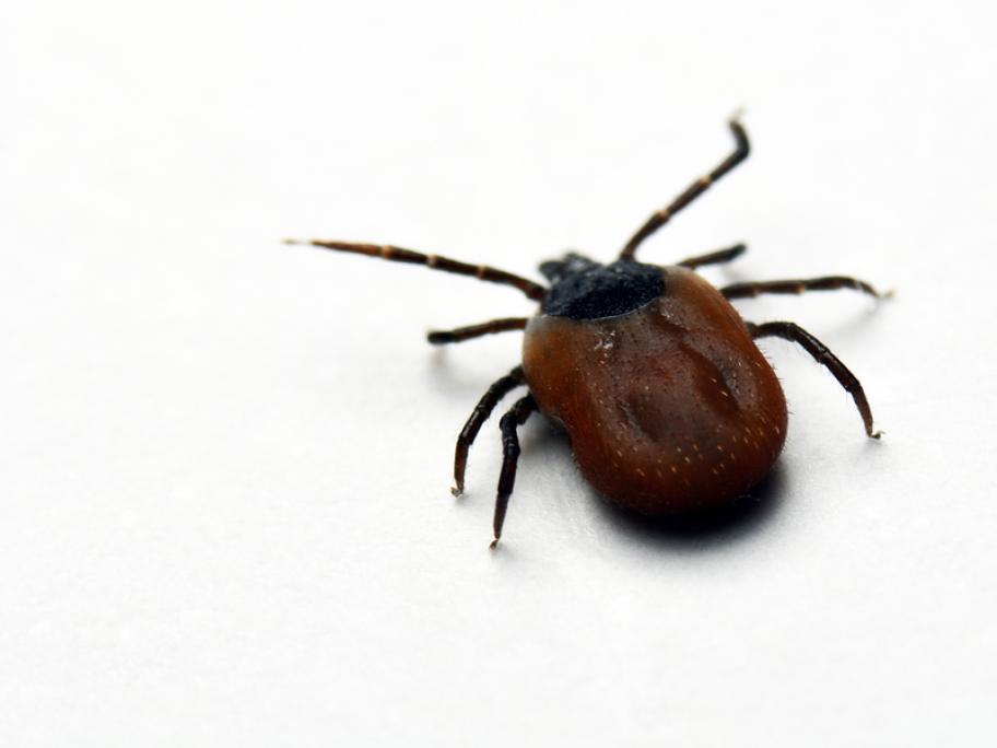 tick