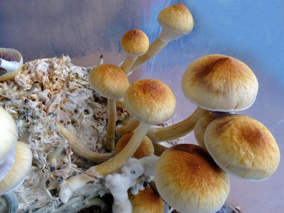 Psilocybe cubensis