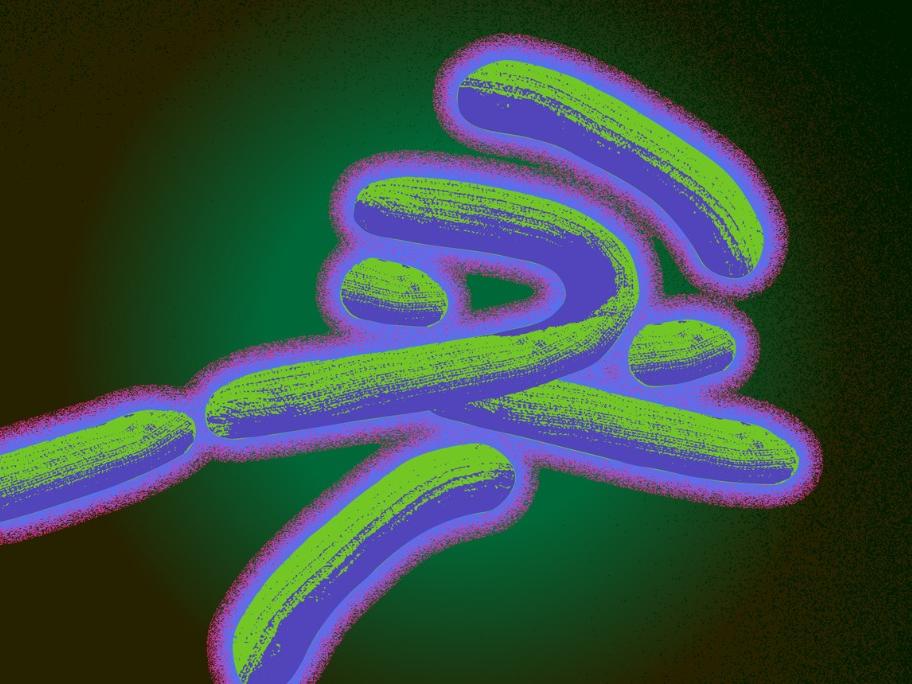 Marburg virus