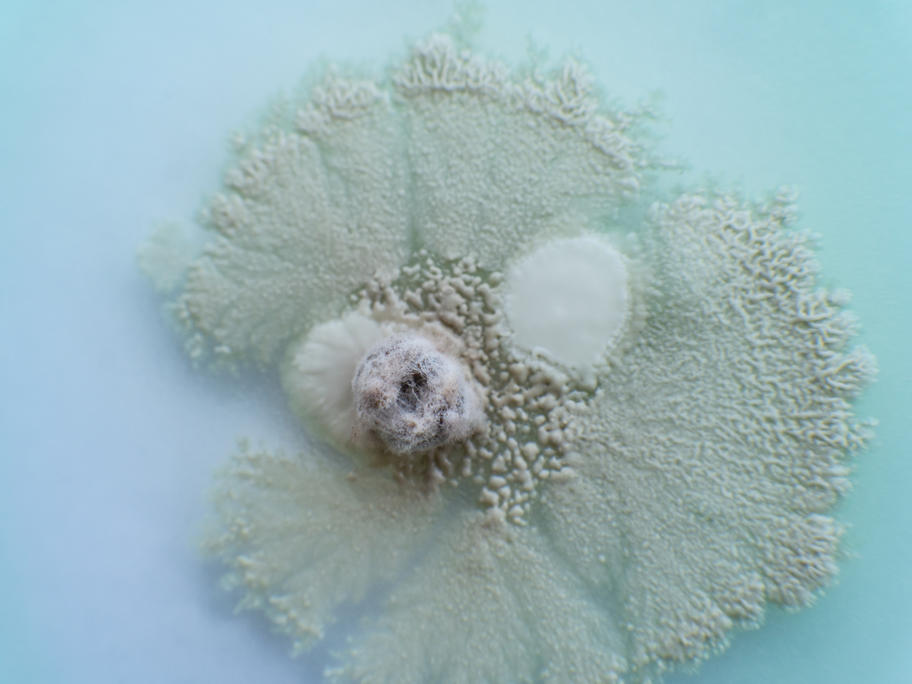 Fungal culture