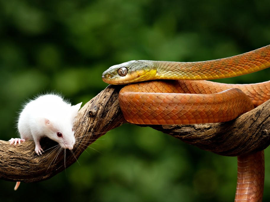 Snake near mouse