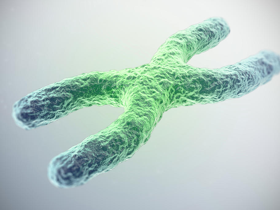 X chromosome