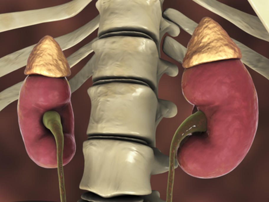 model of the adrenal glands