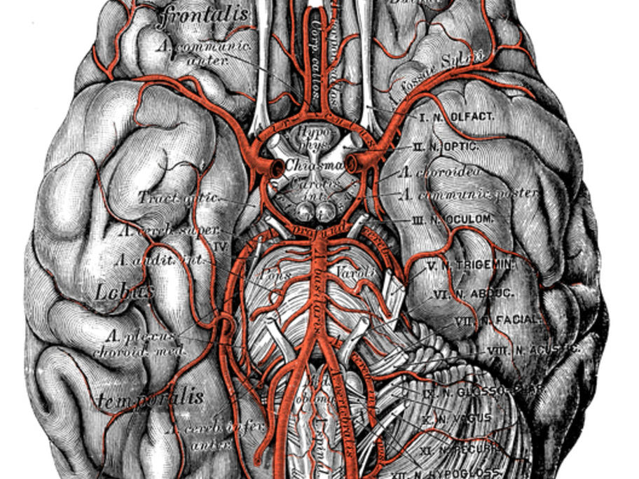 Arteries at the base of the brain