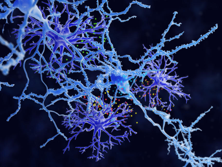 2 astrocytes surrounding a neurone