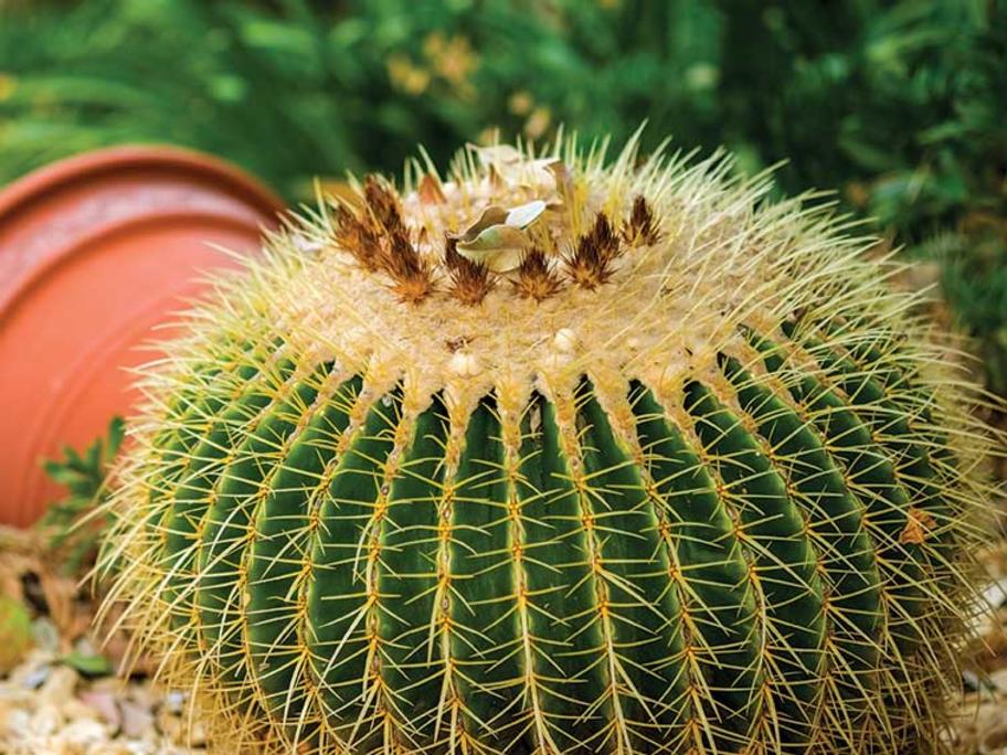 barrel cactus