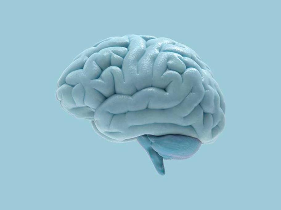 brain
