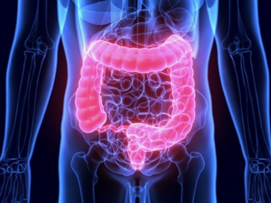 Colon (illustration)