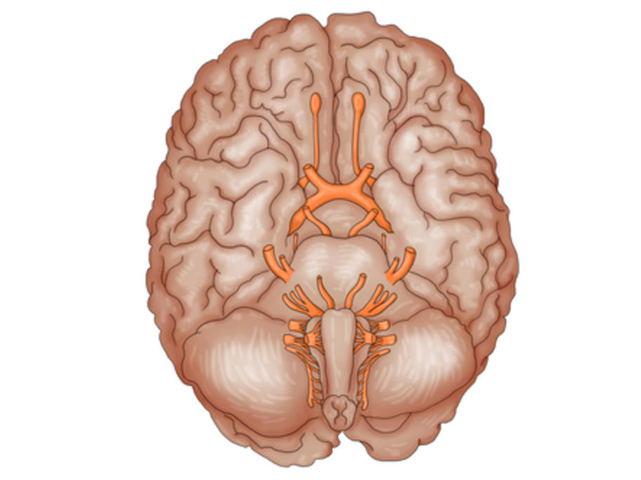 Base of brain showing cranial nerves