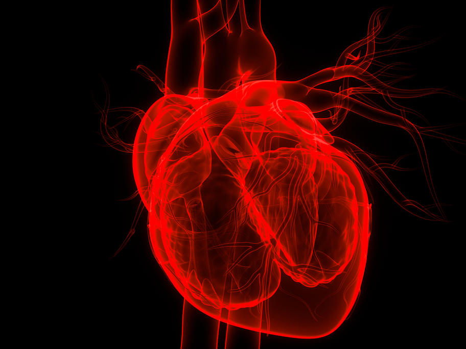heart