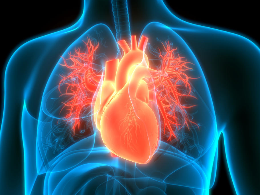 Heart