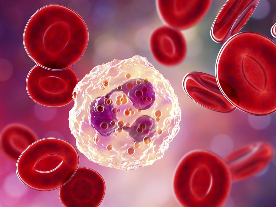 illustration of neutrophil and red blood cells