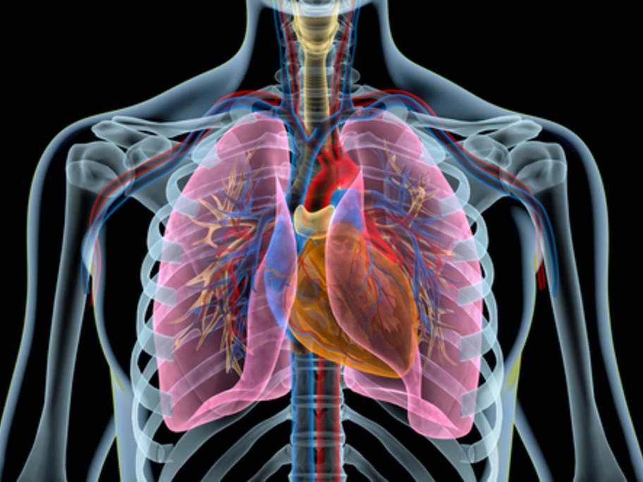 illustration of lungs