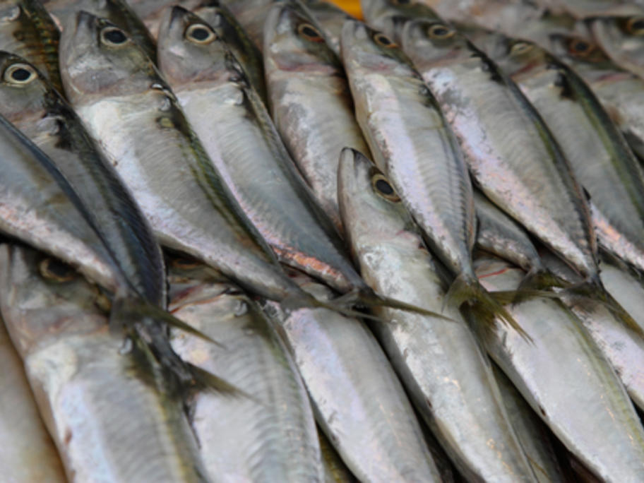 mackerel - source of omega-3