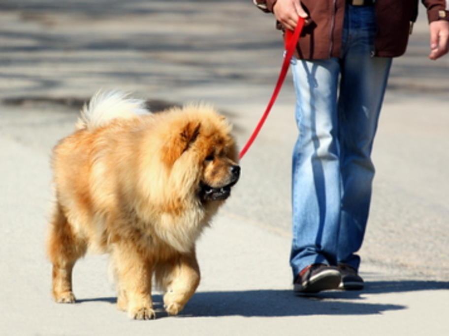 man walking his dog