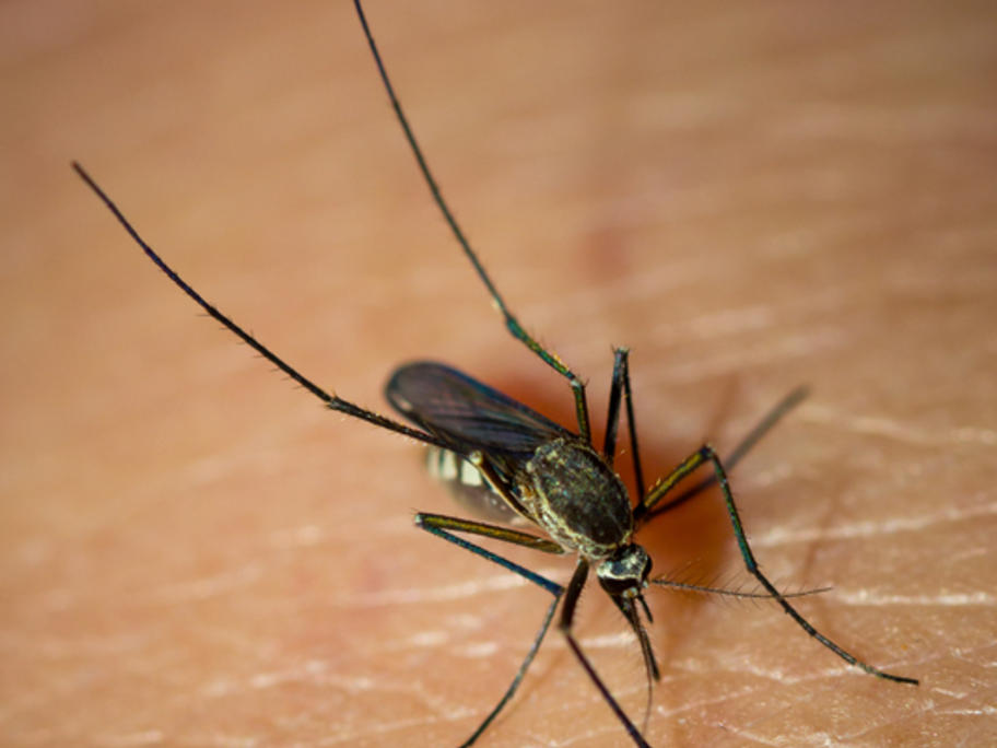 mosquito