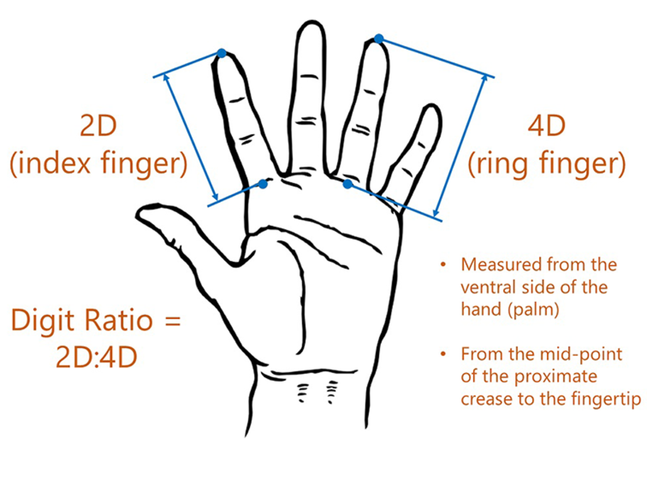 2d 4d ratio cancer