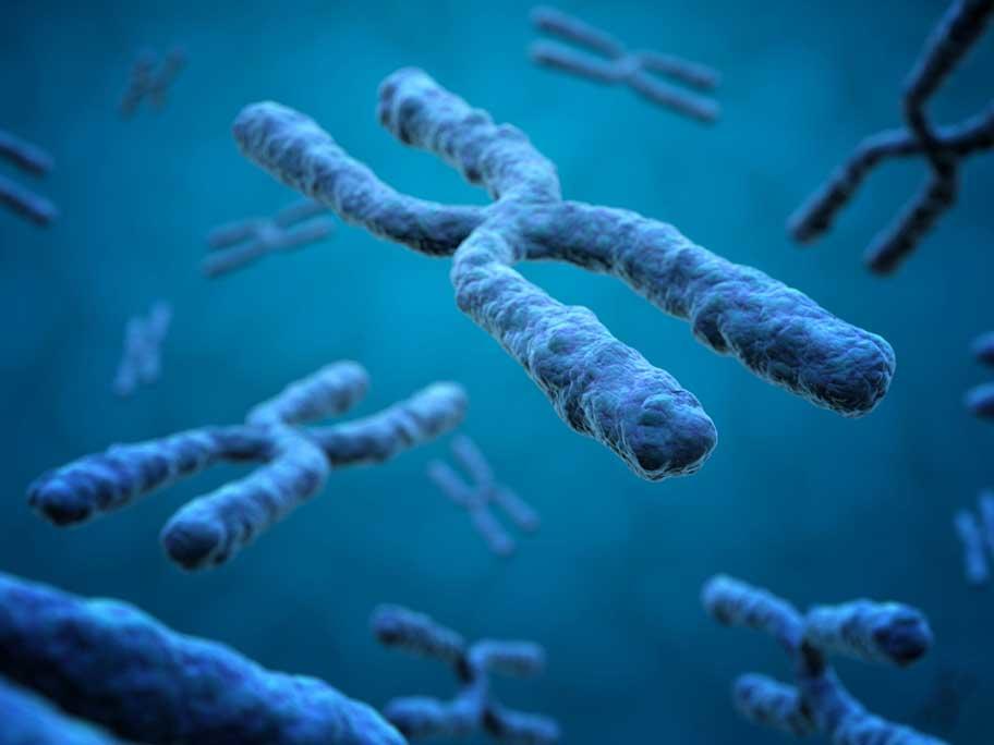 X chromosome