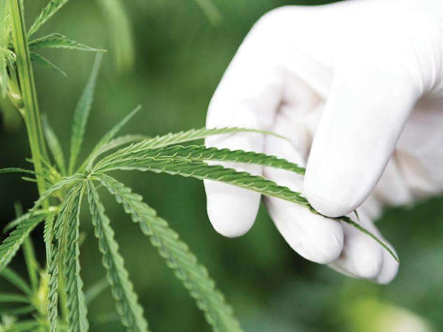 Cannabis