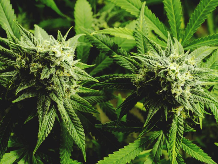 Cannabis