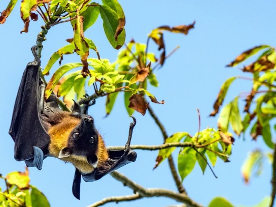 Fruit bat