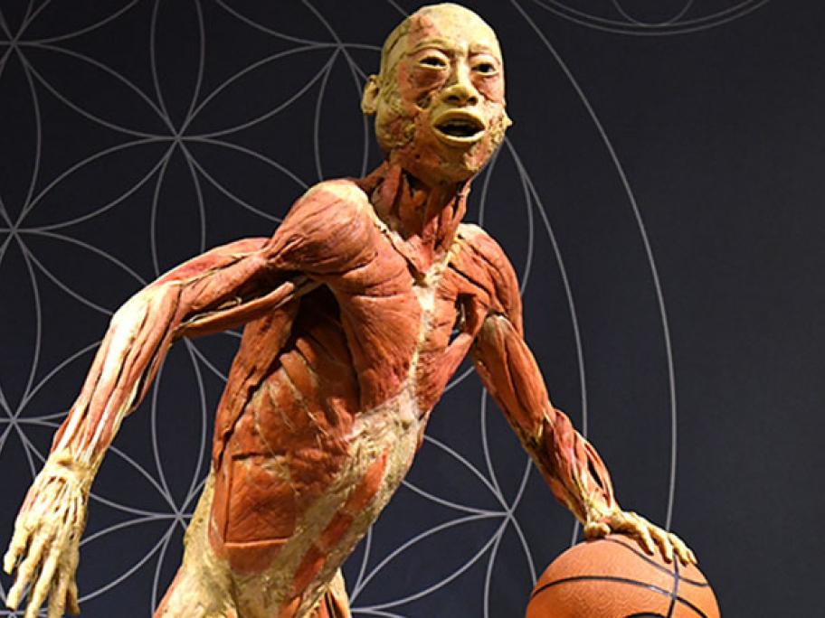 Real bodies