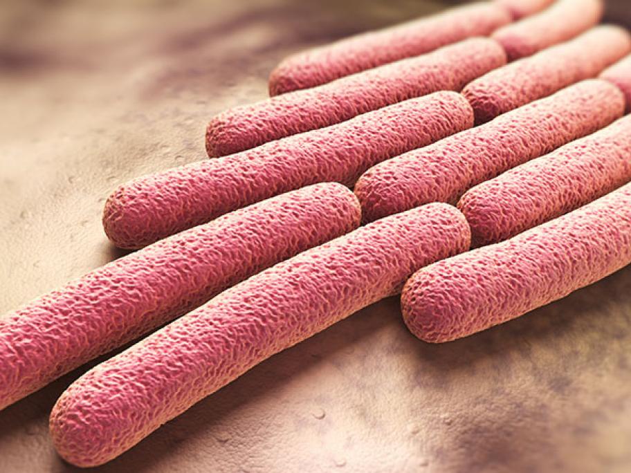 shigella bacteria
