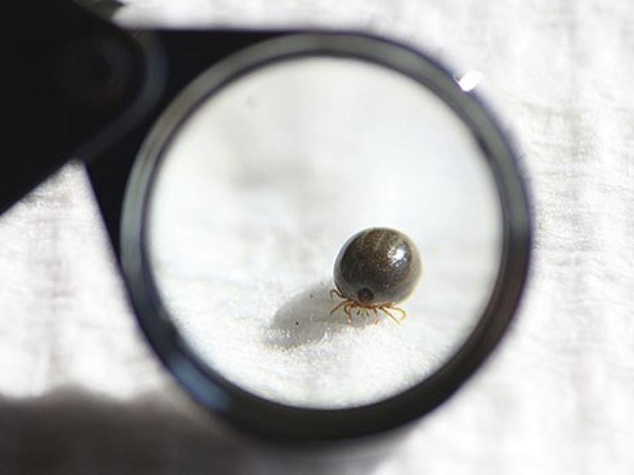 Lyme disease