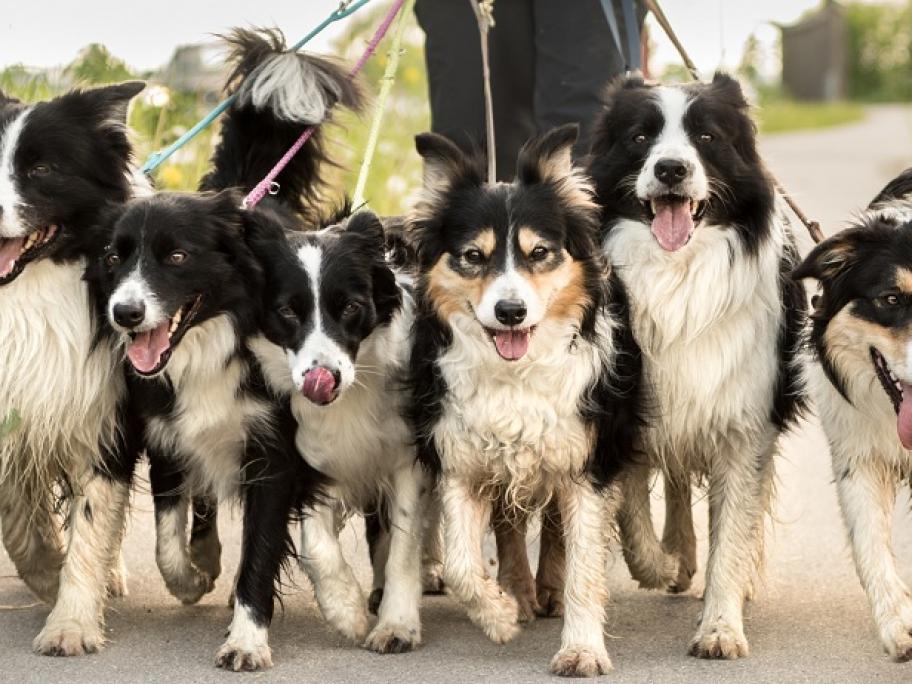 Dogs out for a walk
