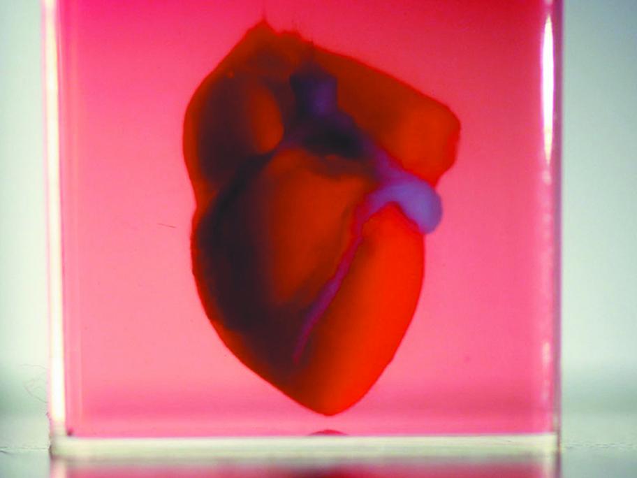 3D heart