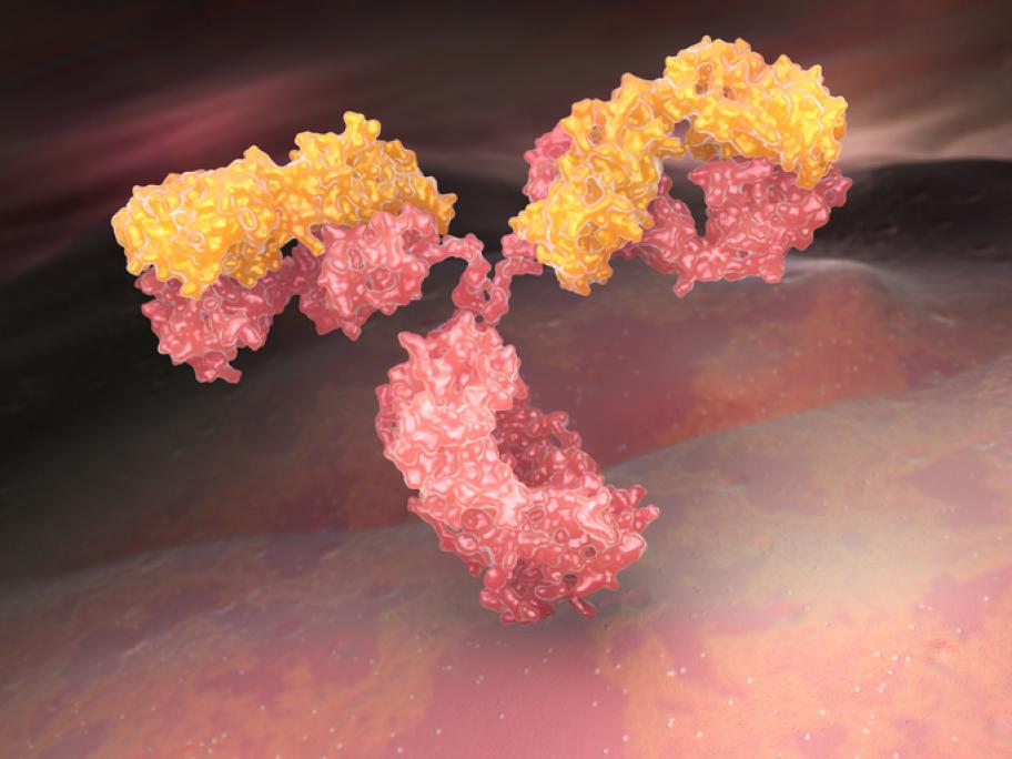 illustration of an IgG antibody protein