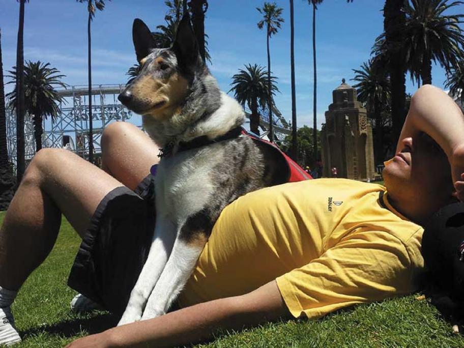 Medical alert dog