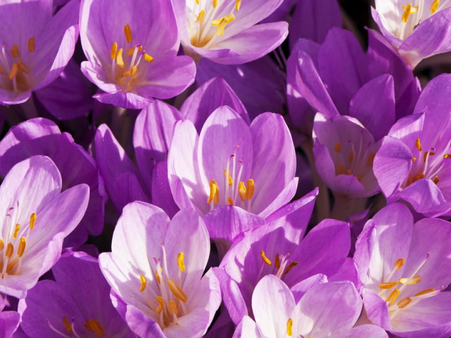 Autumn crocus - originbal source of colchicine