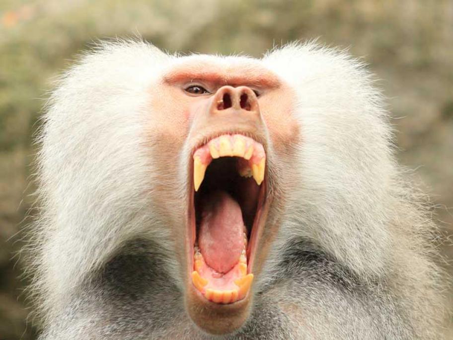 Baboon